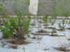 muraglia d4.JPG (415855 byte)