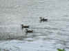 papere sul tevere1d4.JPG (367227 byte)